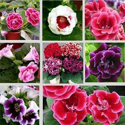 2020年元宵节给父母的祝福语