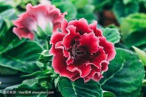鱼烂