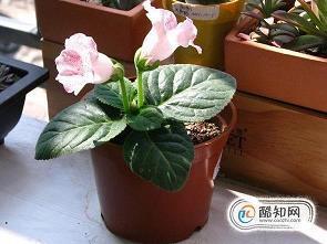 2021母亲节微信好友群发感人祝福寄语合集73句