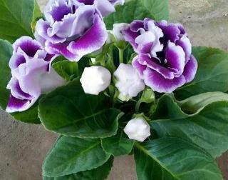 2021建国七十周年的祝福语大全_祖国建国70周年祝福贺词5篇