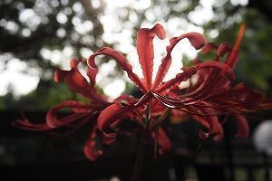 没结果却舍不得的爱情说说
