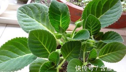 鄢