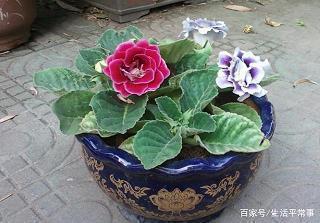 越劲