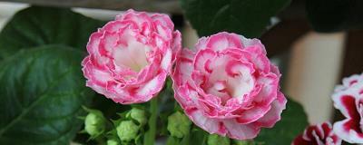 感觉自己好傻的说说 形容自己傻的经典句子16句