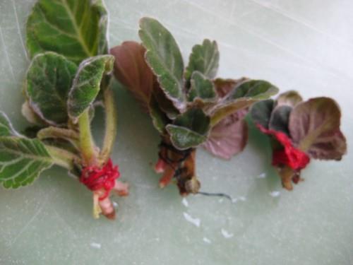 2021七一建党100周年短信祝福语