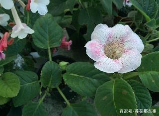 搞笑说说2020最新说说大全29句