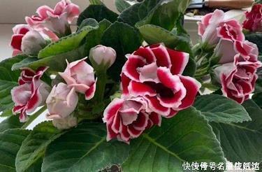 衿计