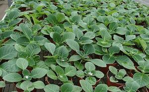 2021年企业新春祝福语