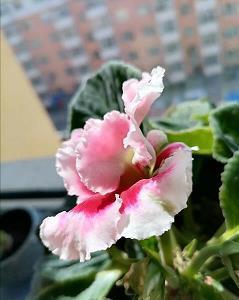 见