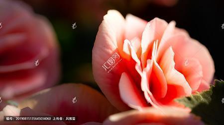 葛
