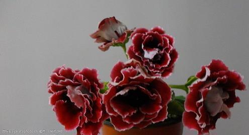 2021母亲节真实感人的句子精选97句