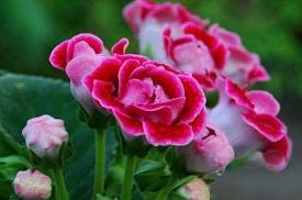 2021中秋节给长辈的经典祝福文案(精选92条)