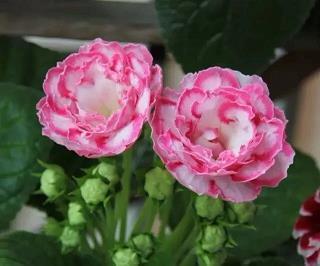 风谊