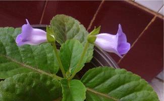 2020情人节微信祝福语