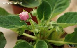 2021年情人节经典句子大全