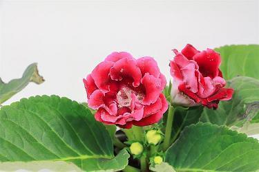 马粮