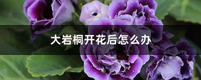 百年之约