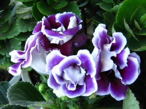 2021母亲节快乐暖心祝福寄语精选63句