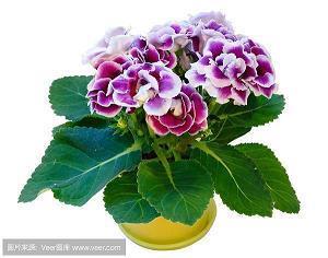 芿