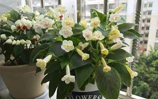 大冰的书经典句子70句