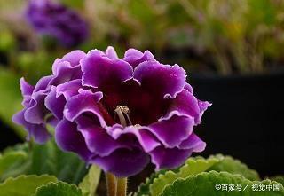 2021牛年高考祝福励志语 2021牛年高考励志祝福语大全