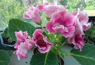 qq说说伤感带图片