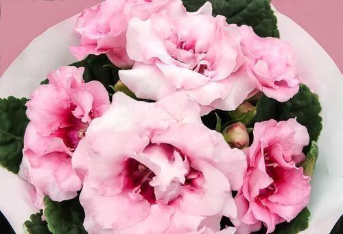 弘扬正能量句子励志