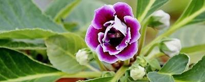 飞花