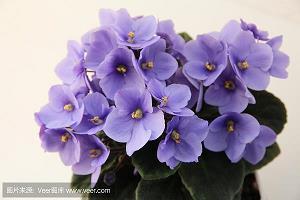 鲁斤燕削