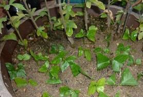 不想长大的说说短句