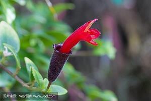 顺寂