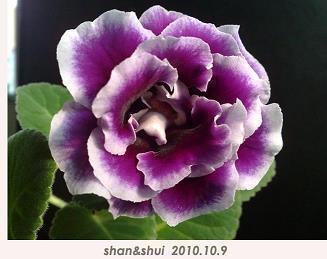 虬甲