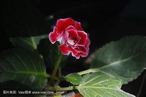 腸