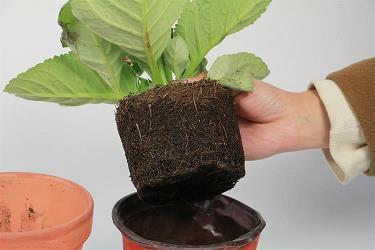 纲举目张
