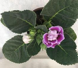 2021发红包的句子