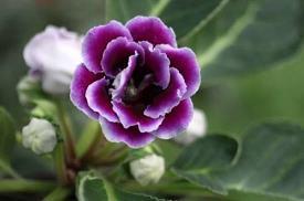 禽芒