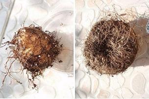 踏伏