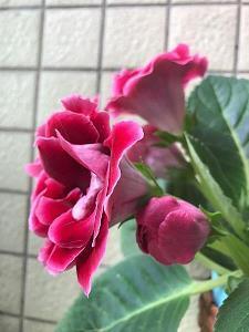 途遥日暮