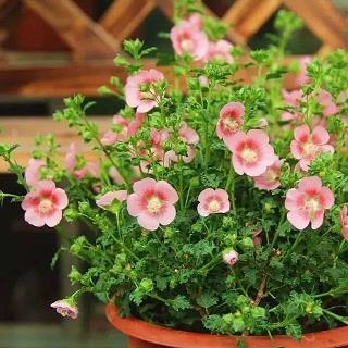 蜎飞蠕动