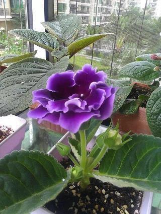 2021给朋友的元宵节祝福语