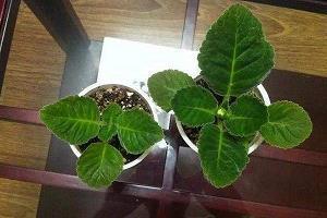 精白之心