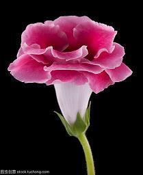 2021母亲节祝福语大全幼儿园汇总100句