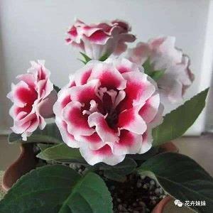 鸡尸牛从