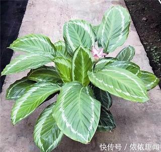 相去悬殊