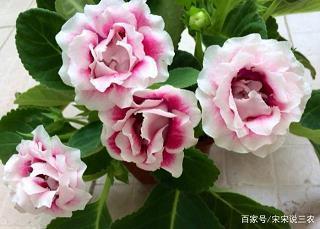 鹤肩