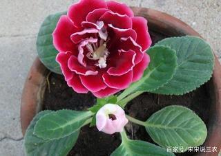 秋草人情