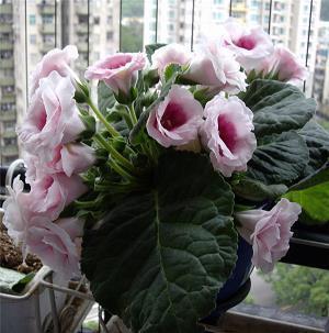 龟背