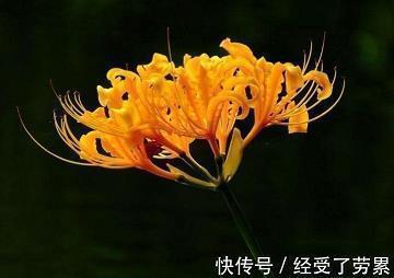 碧绿怎么造句,用碧绿写一句话