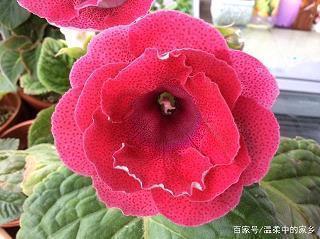 鱼酌