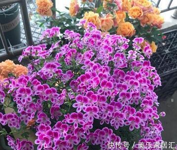 香茸